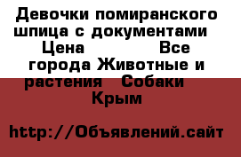 Девочки помиранского шпица с документами › Цена ­ 23 000 - Все города Животные и растения » Собаки   . Крым